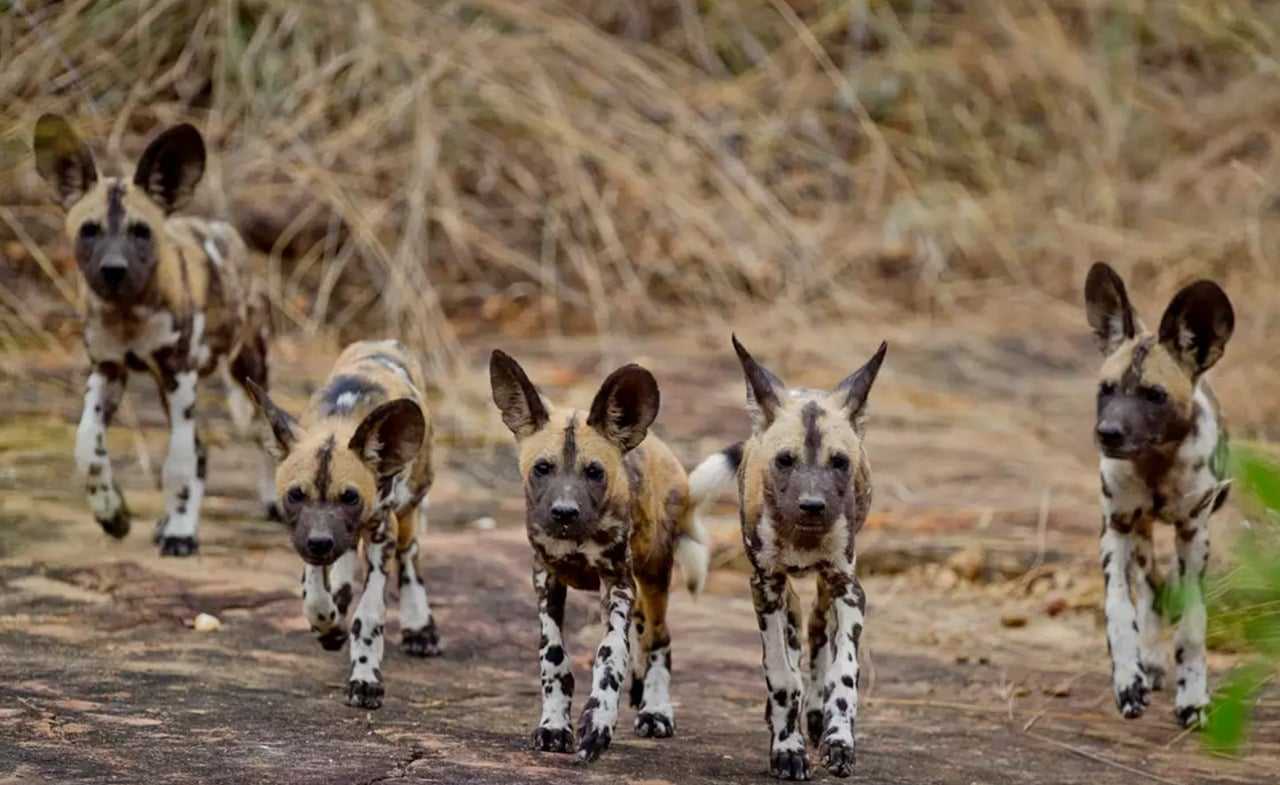 Southern Tanzania safari