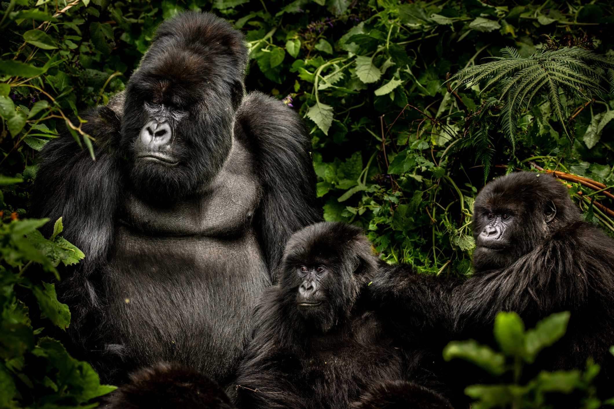 What to pack for a gorilla trek