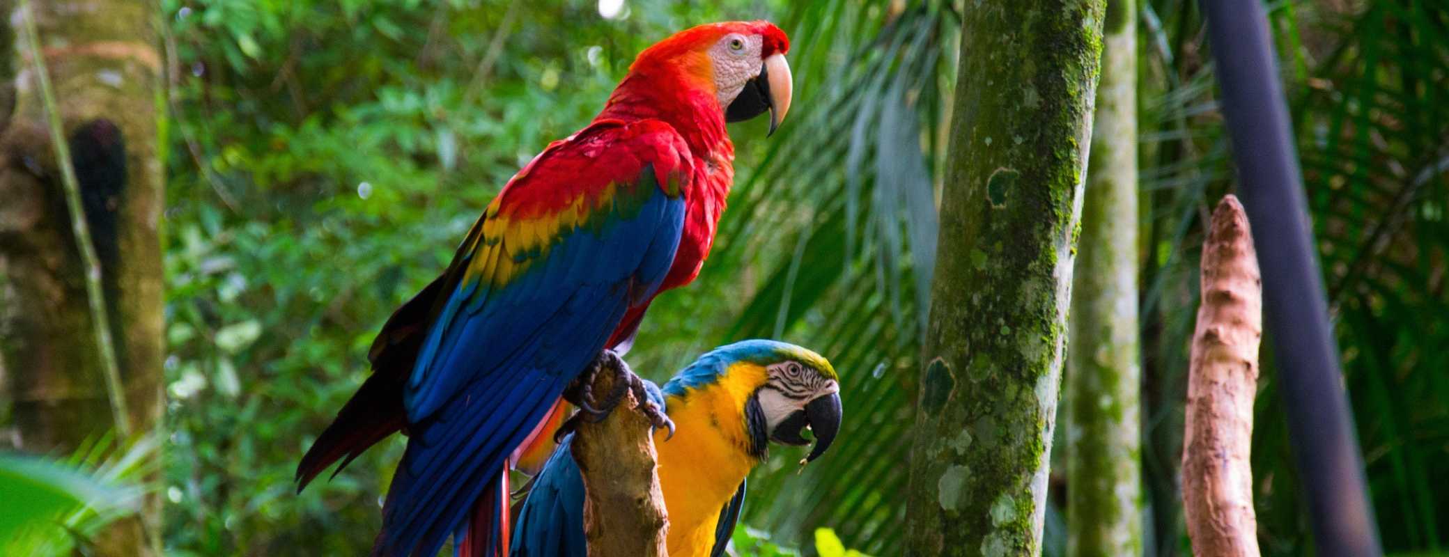 Brazil wildlife guide