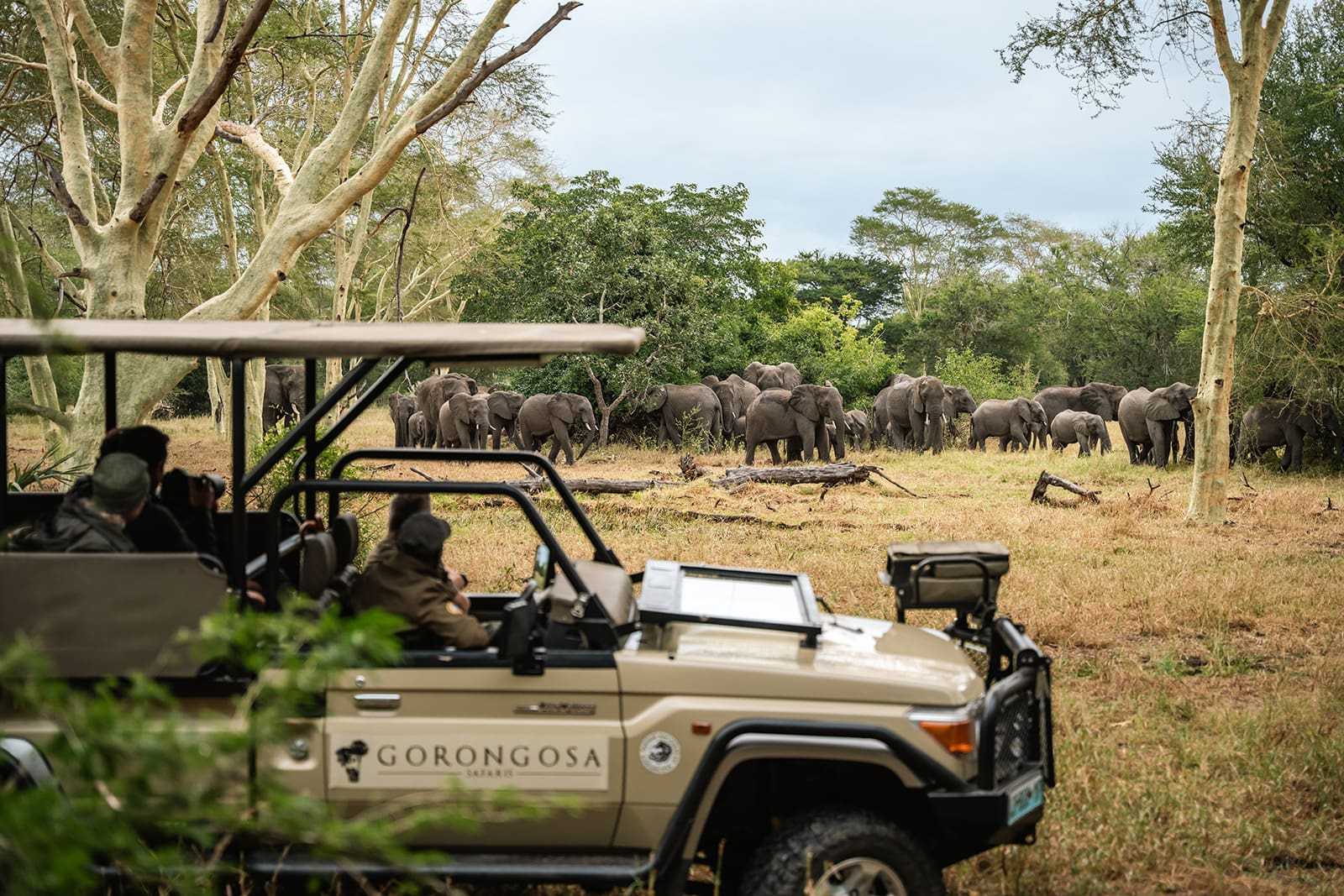 Elephants in Gorongosa National Park