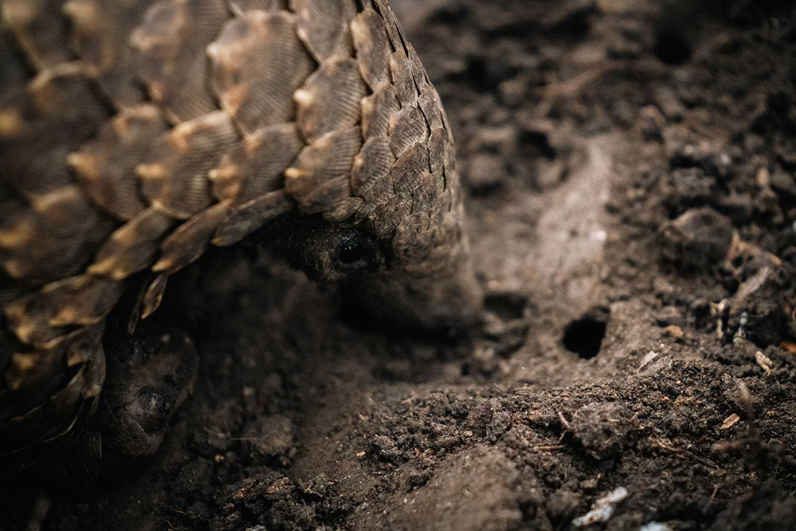 A pangolin in Gorongosa National Park