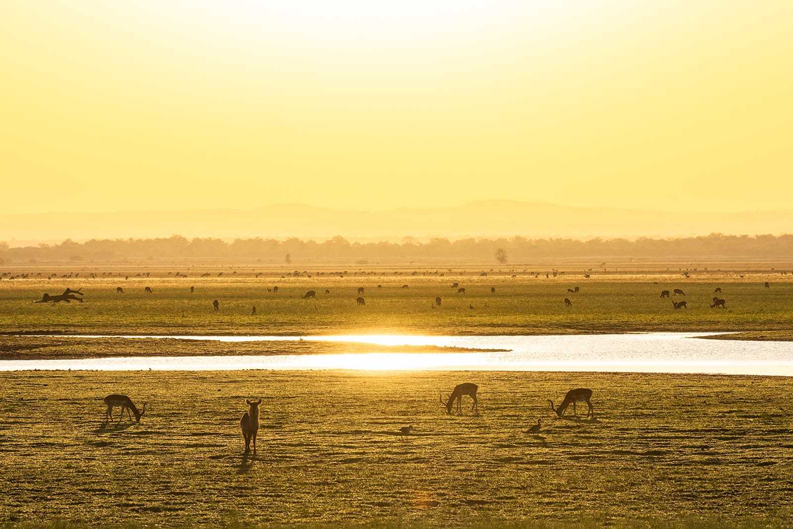 Waterbuck grazing in Gorongosa National Park