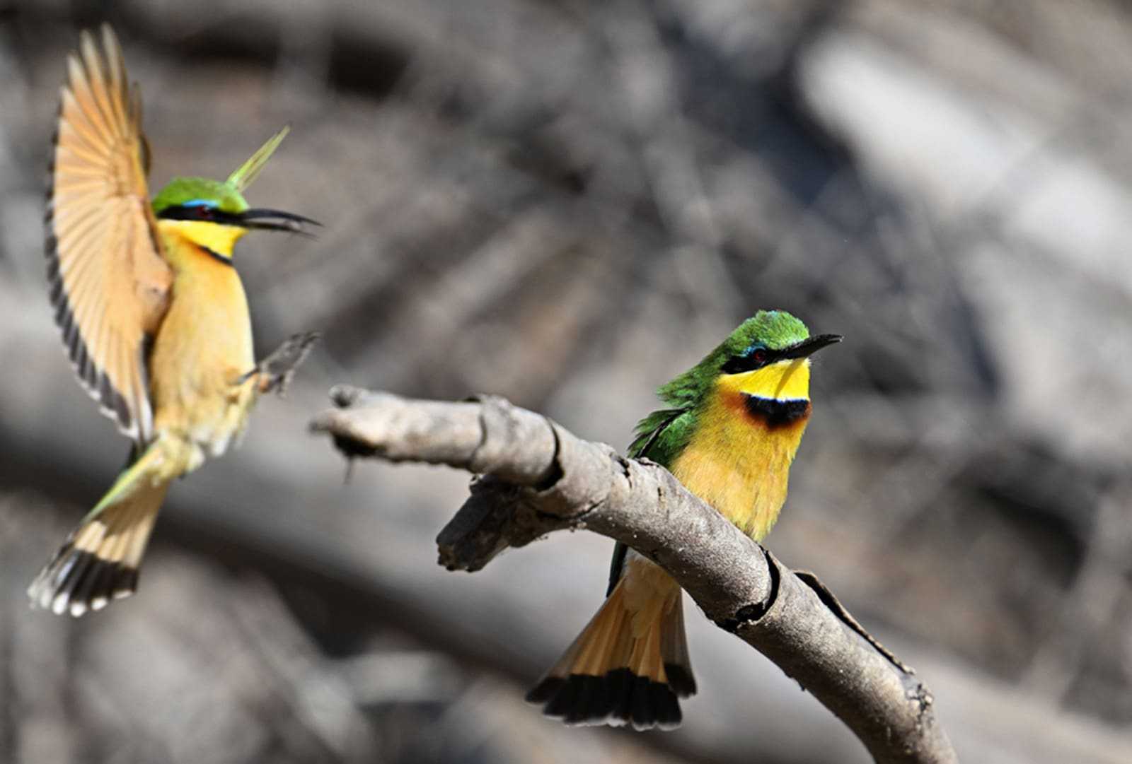 Birdlife in Gorongosa National Park