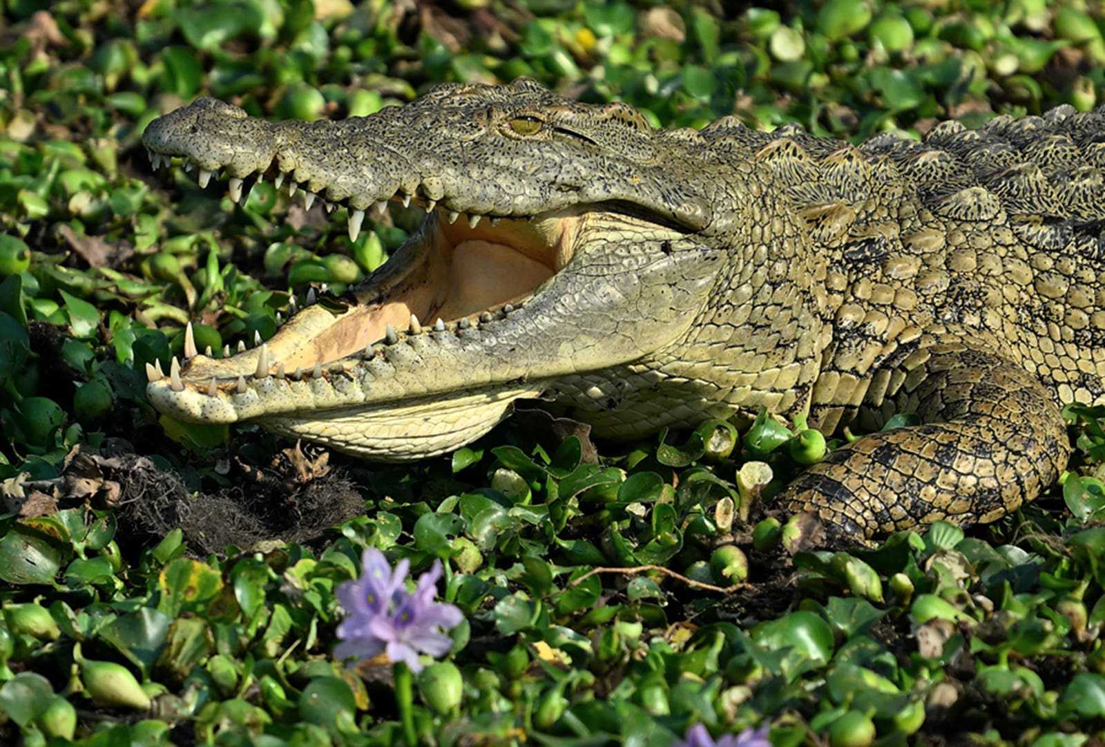 A crocodile in Gorongosa National Park