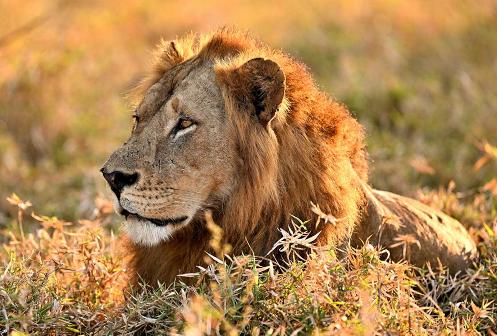 A lion in Gorongosa National Park
