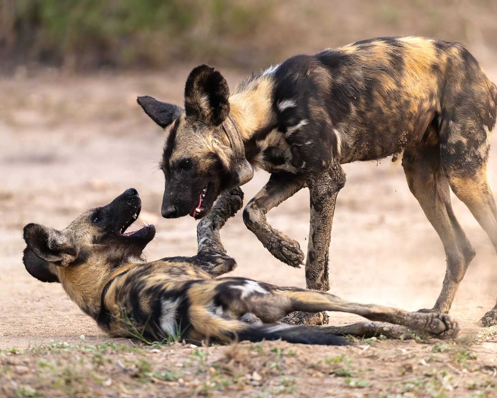 Wild dogs in Gorongosa National Park
