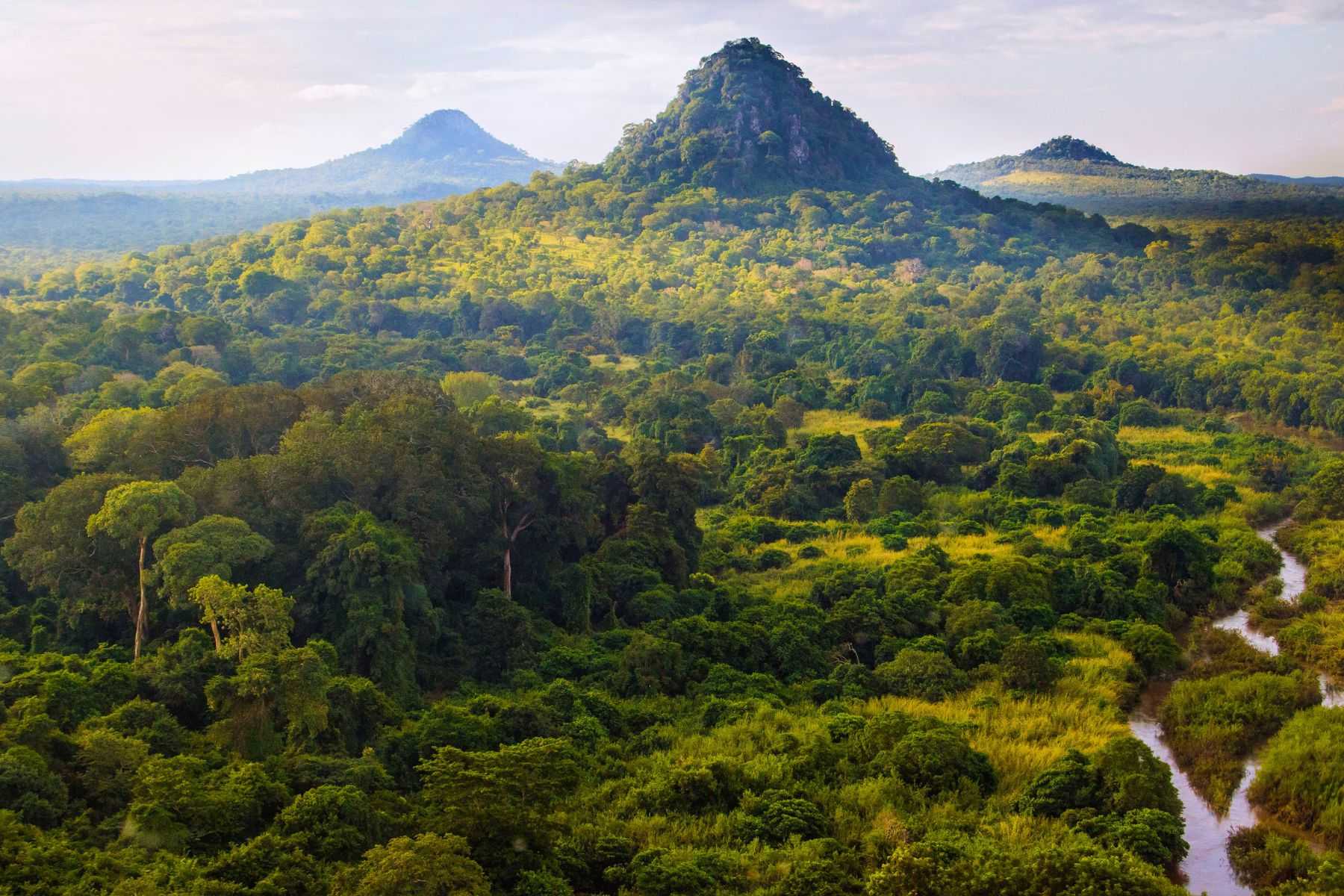 Forest habitat in Gorongosa National Park