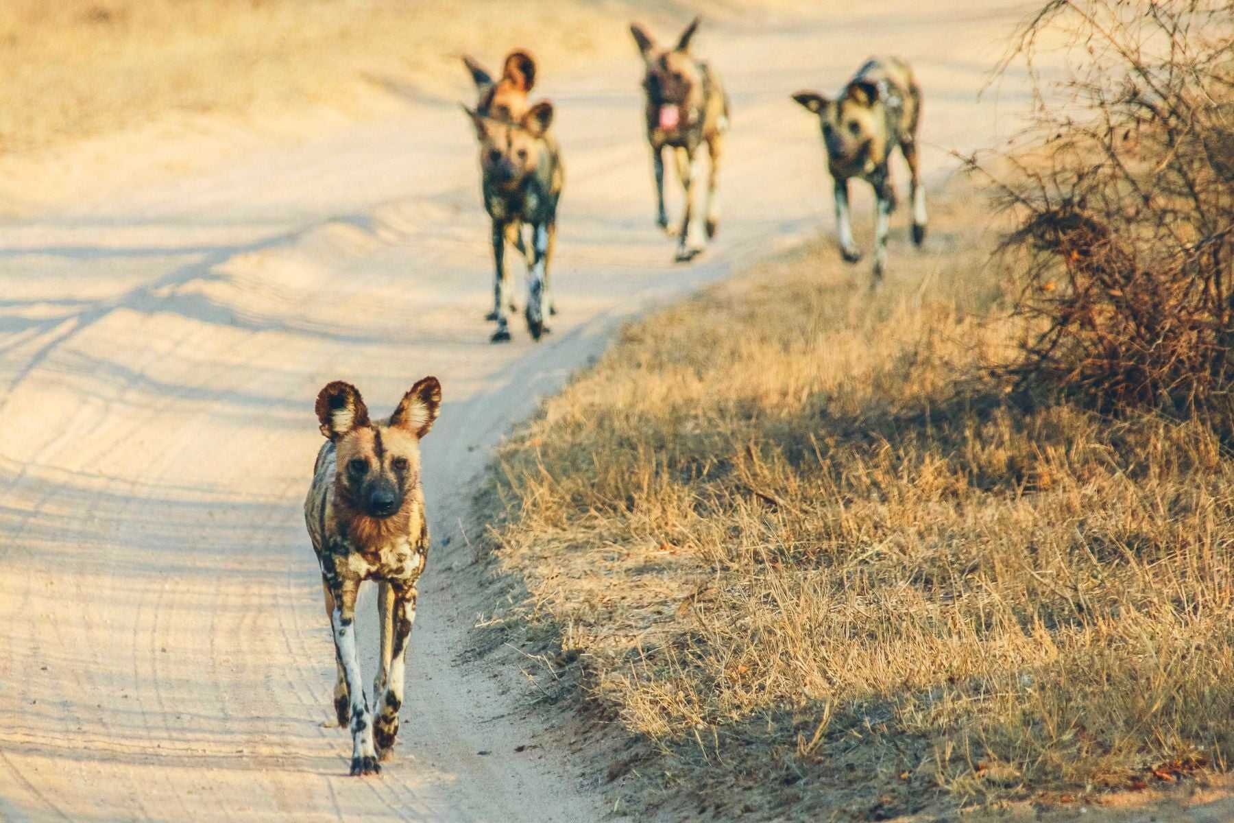 Wild dogs in Gorongosa National Park