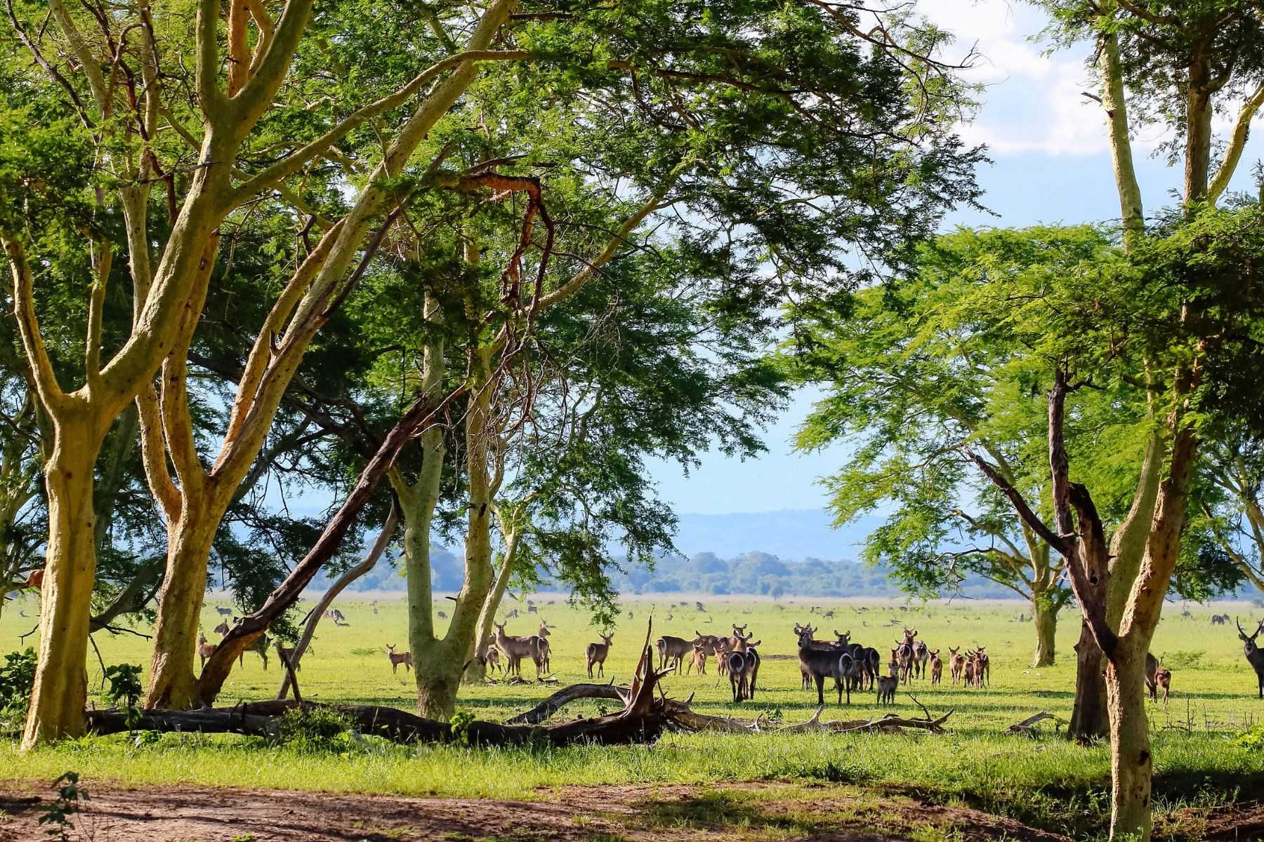 Waterbuck in Gorongosa National Park