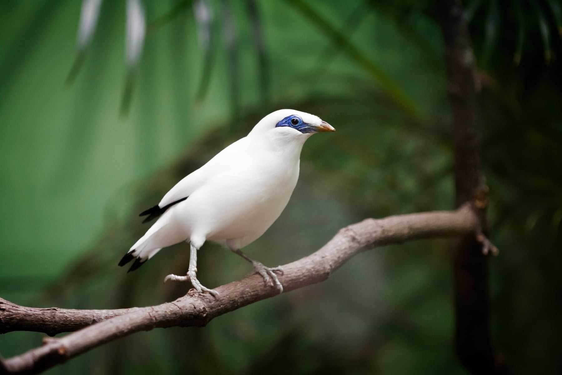 A Bali Myna in Bali, Indonesia