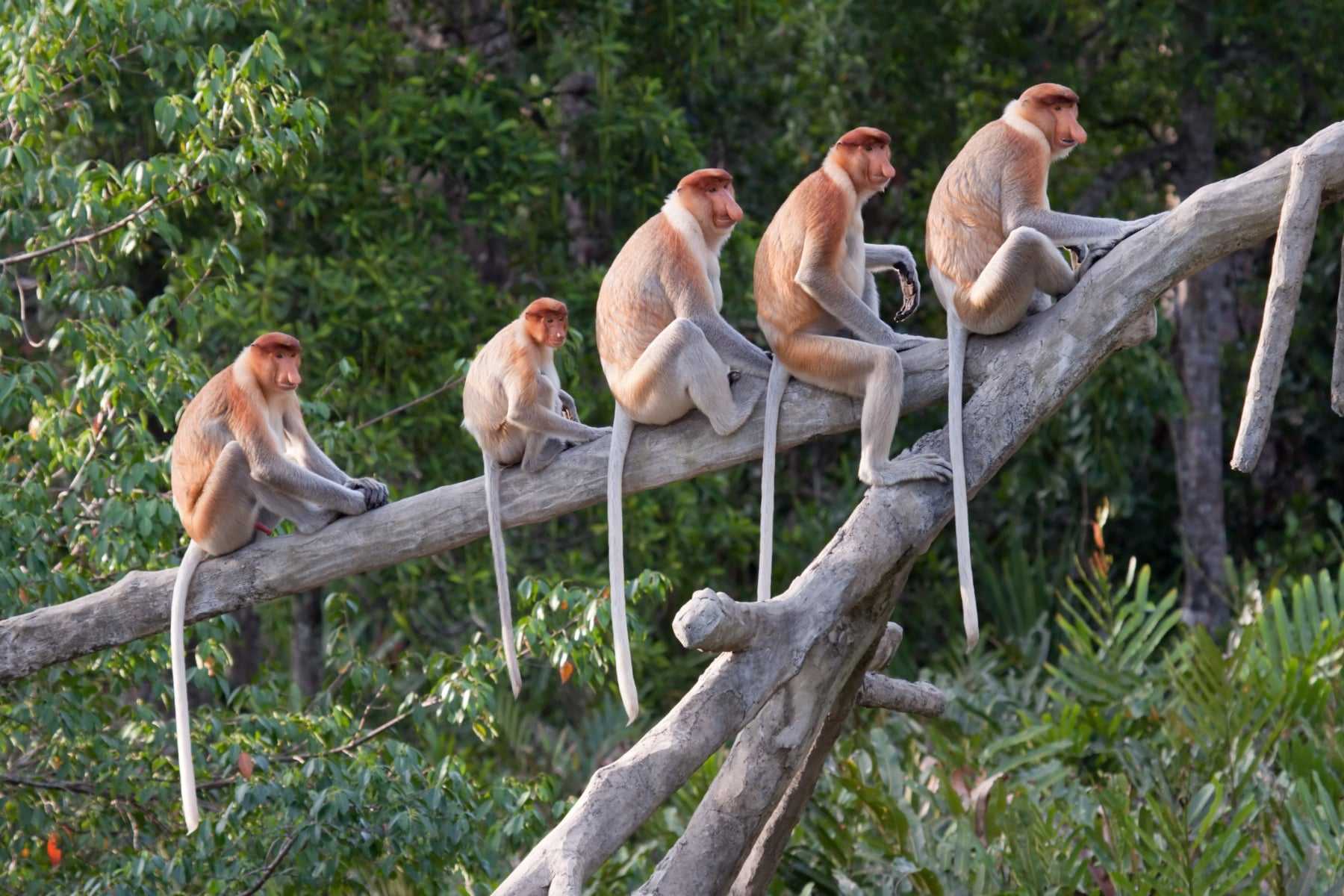 Proboscis monkeys sitting on a branch in Borneo, Indonesia