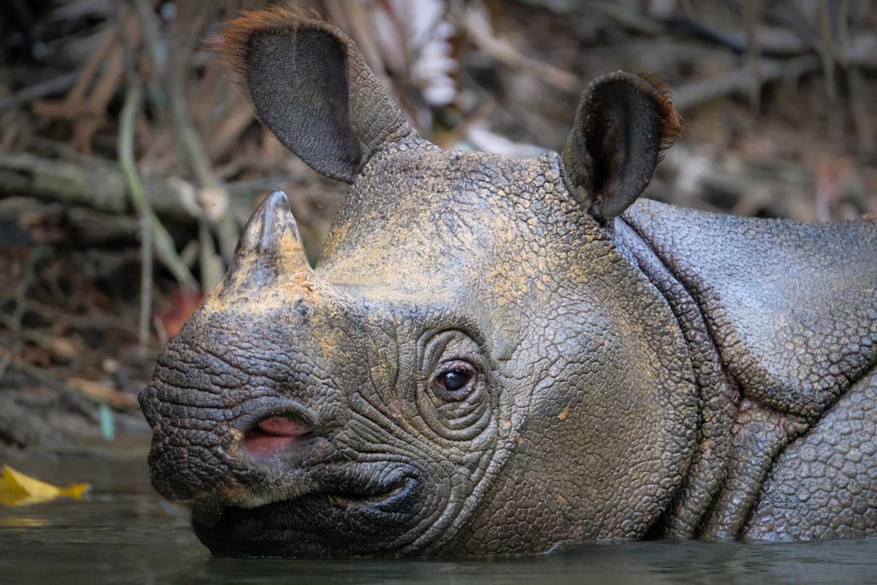 A Javan Rhinoceros having a bath