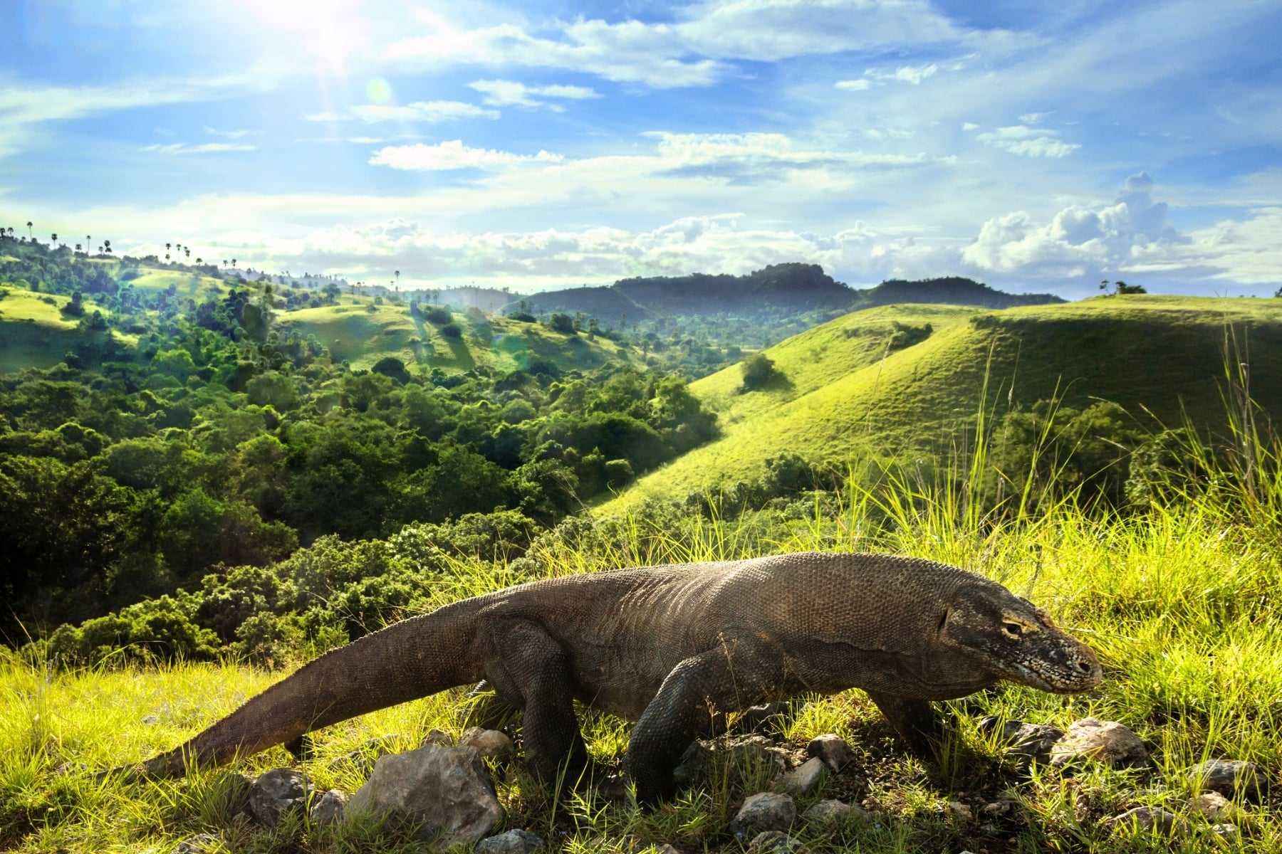 A Komodo dragon walks across Komodo Island in Indonesia