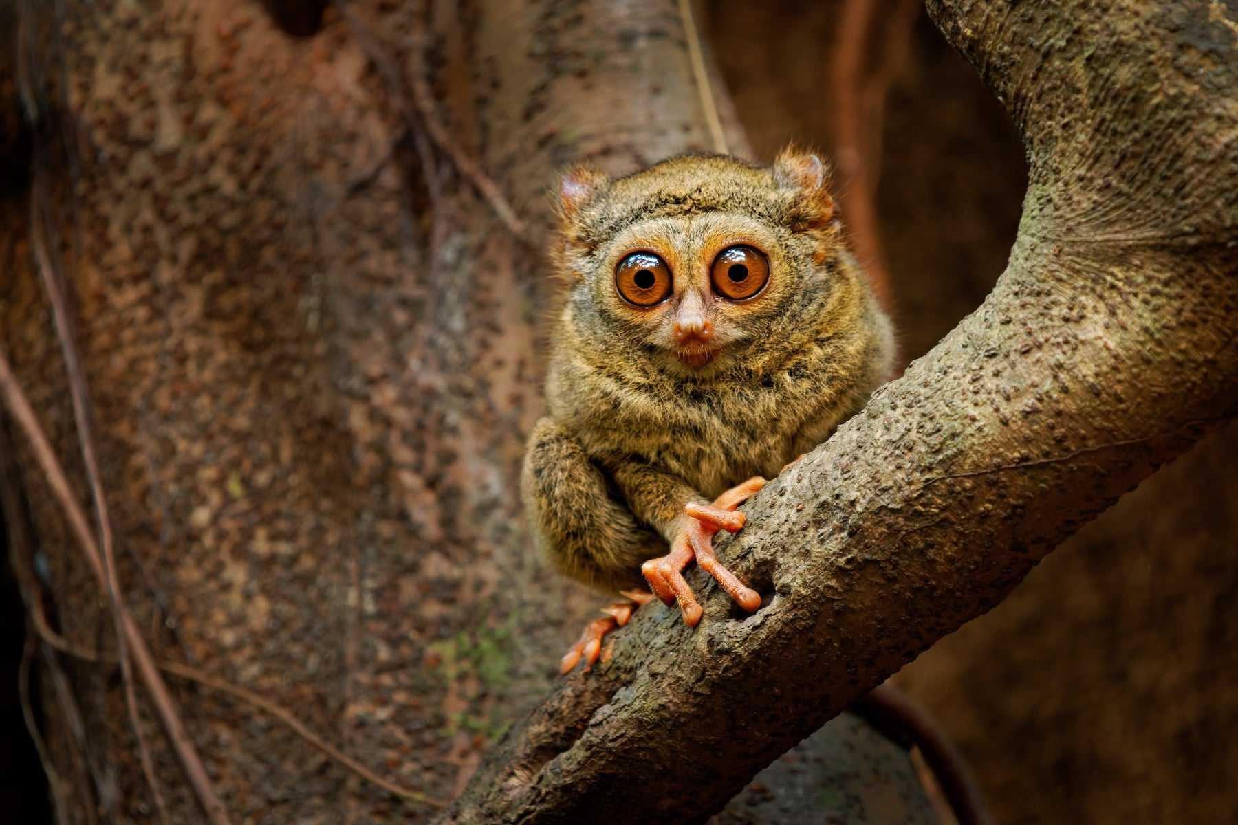 A spectral tarsier in Sulawesi, Indonesia