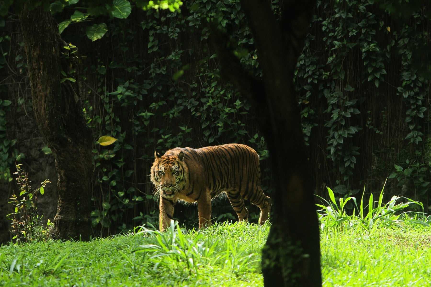 A tiger walks through Indonesian jungle