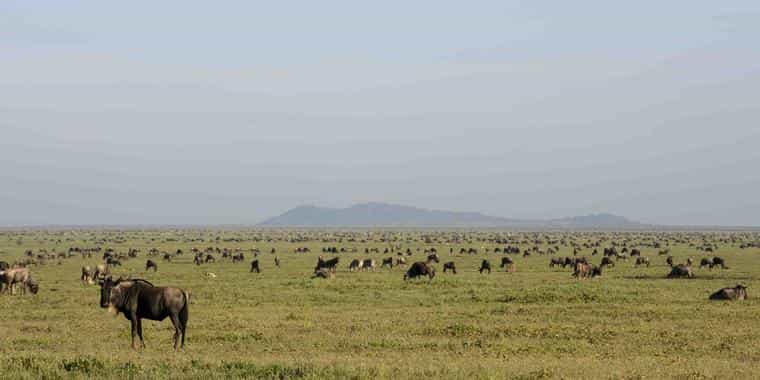 Serengeti plains