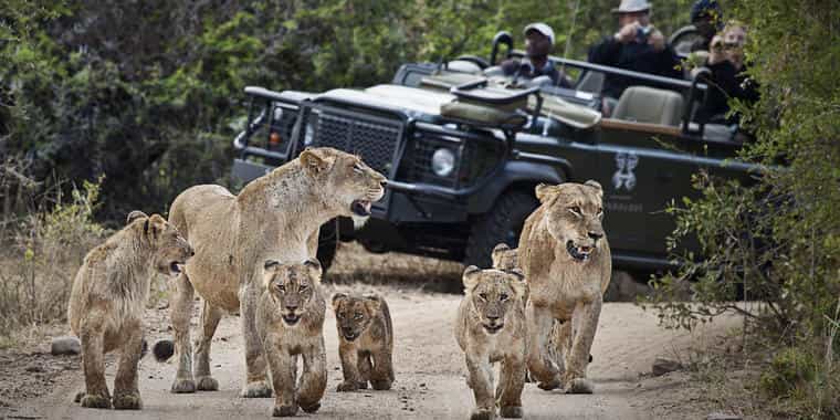 Guests watching a pride of lions with cubs