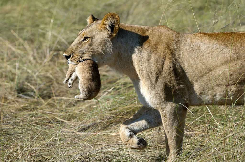 Lioness and Cub