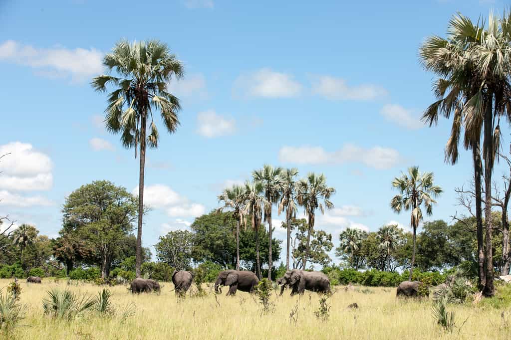 Seba wild elephants on game drive