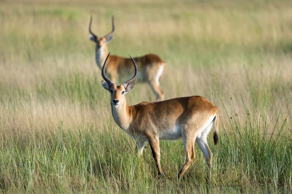 Red Lechwe antelope