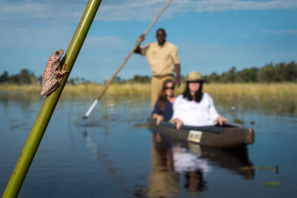 Mokoro through the Delta channels - watched by a reed frog