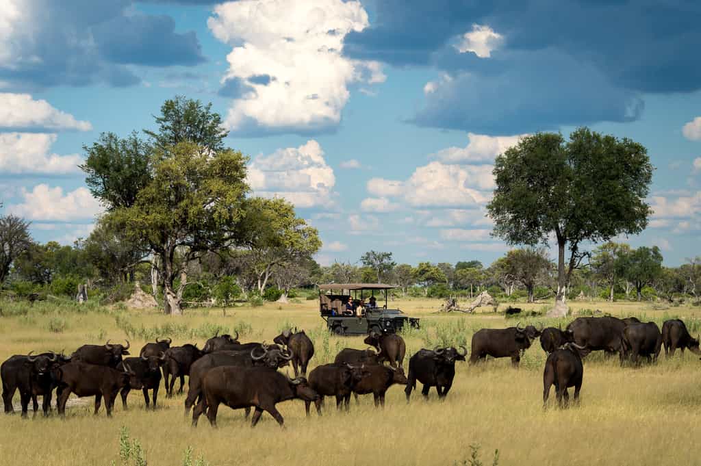 Buffalo herd with dramatic backdrop