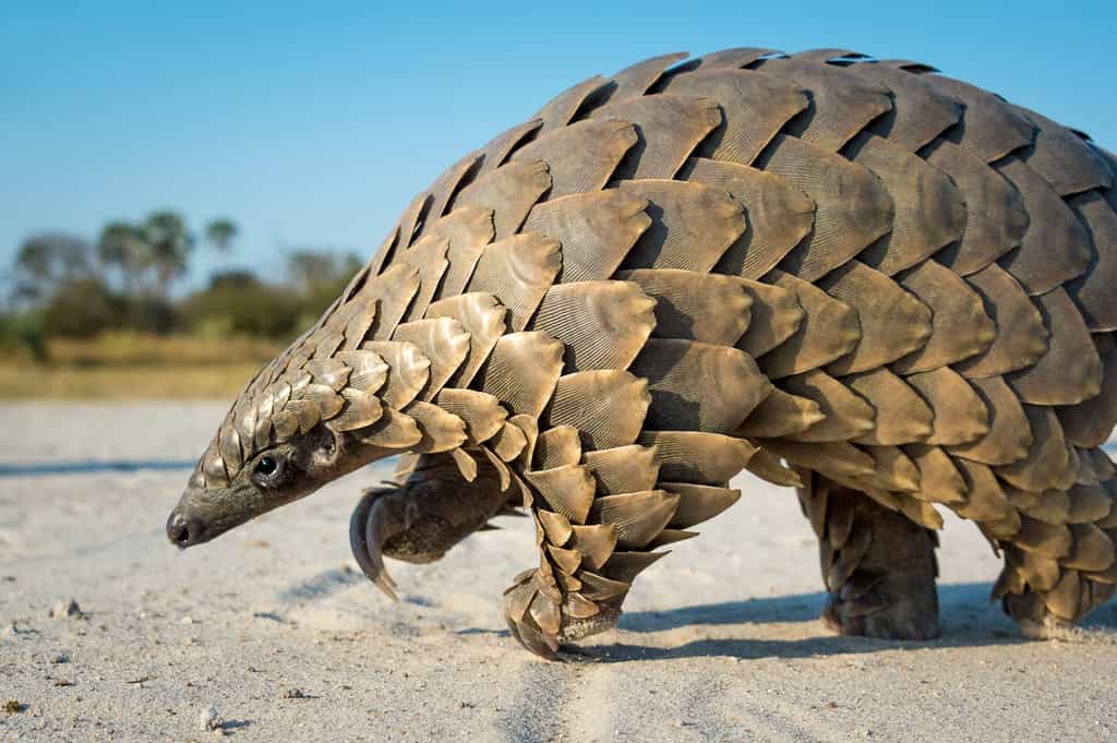 Pangolin