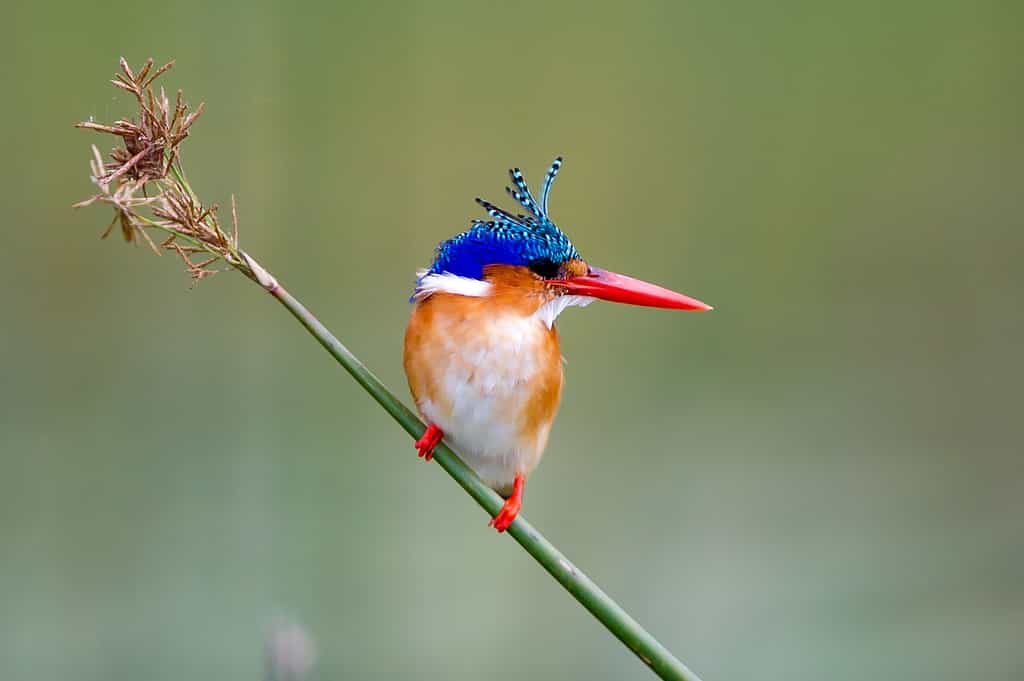 Malachite Kingfisher