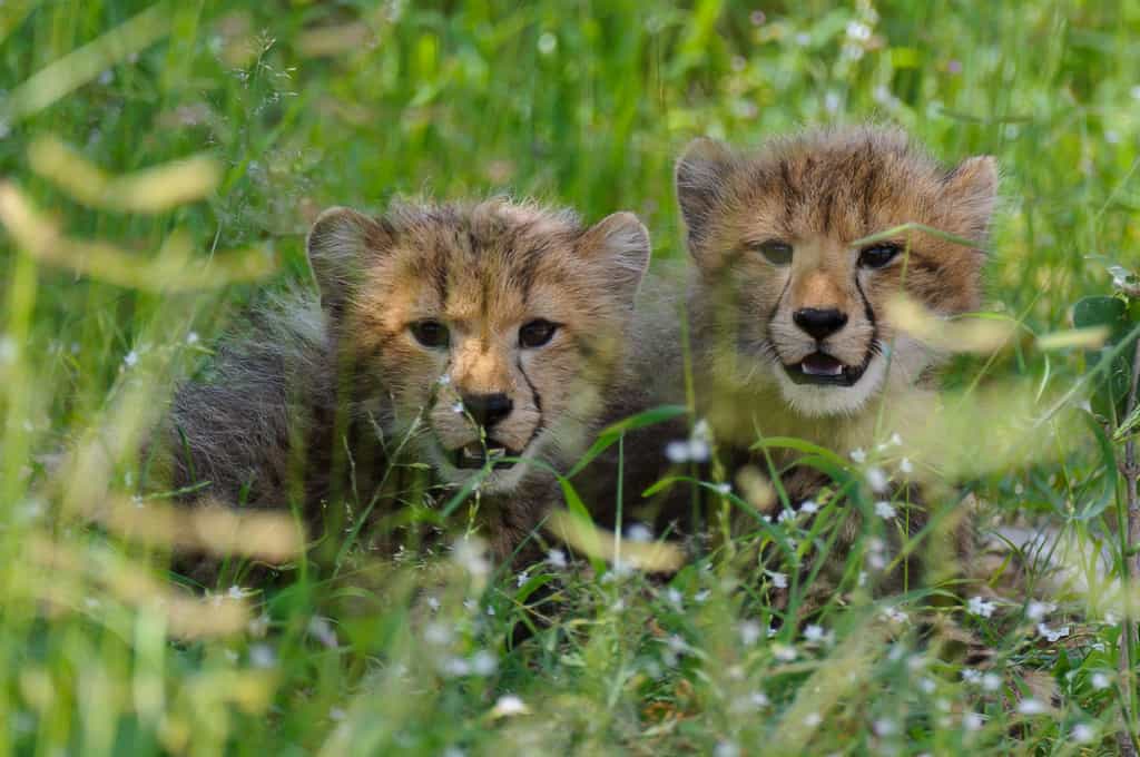 Cheetah Cubs