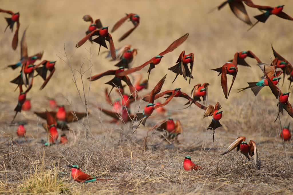 A flock of southern carmine bee-eaters