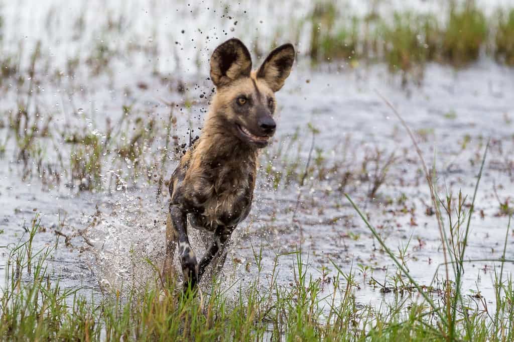 A wild dog splashes through the channel