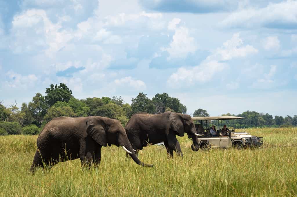 The Linyanti is known for its huge population of elephant