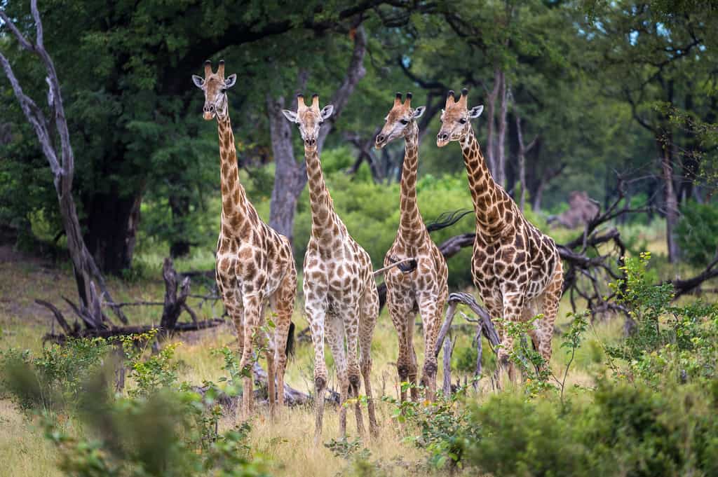 Giraffe make their way through the woodland