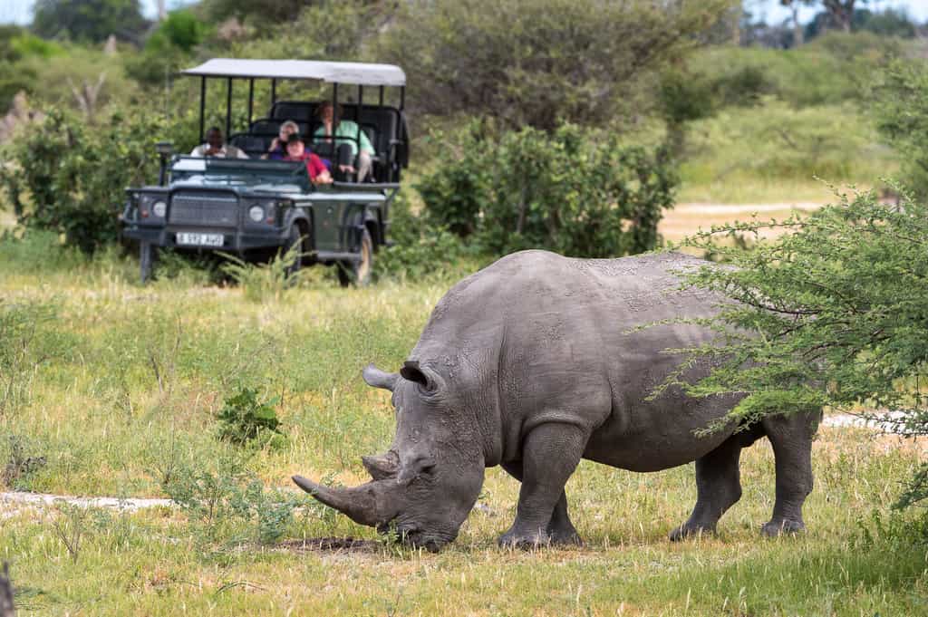 A special sighting - white rhino 