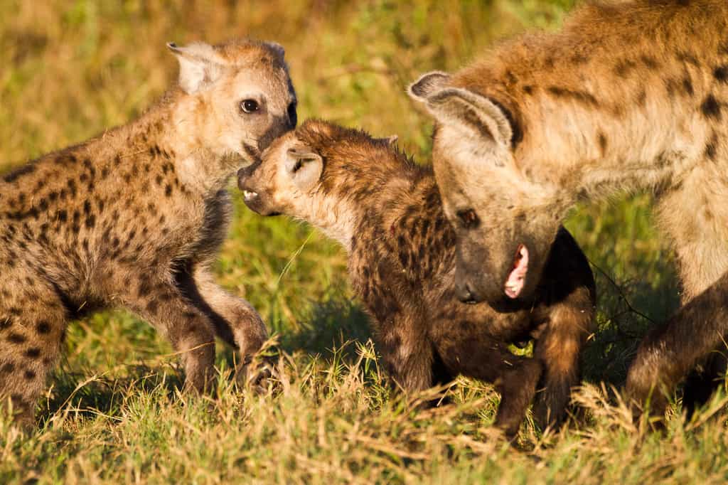 Spotted hyaena playing and interacting