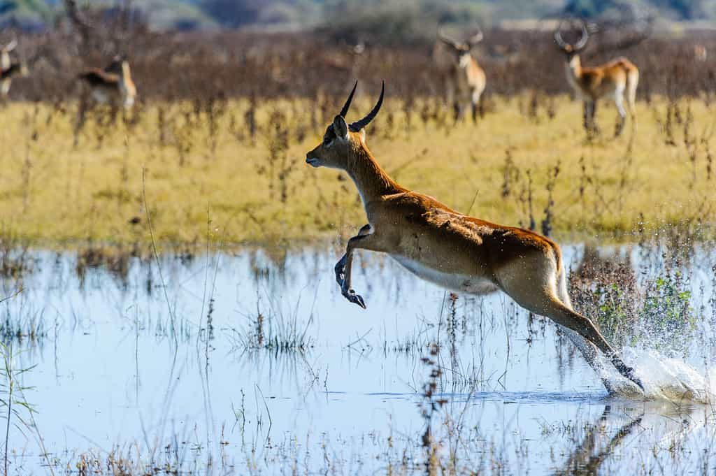 Red lechwe leaping across Delta waters