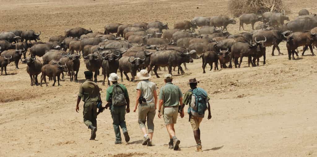 Walking Safaris
