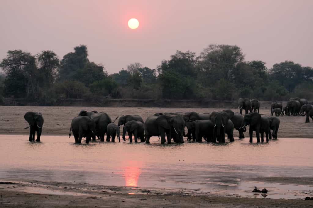Elephants seen from the pontoon crossing point, on the Luangwa River