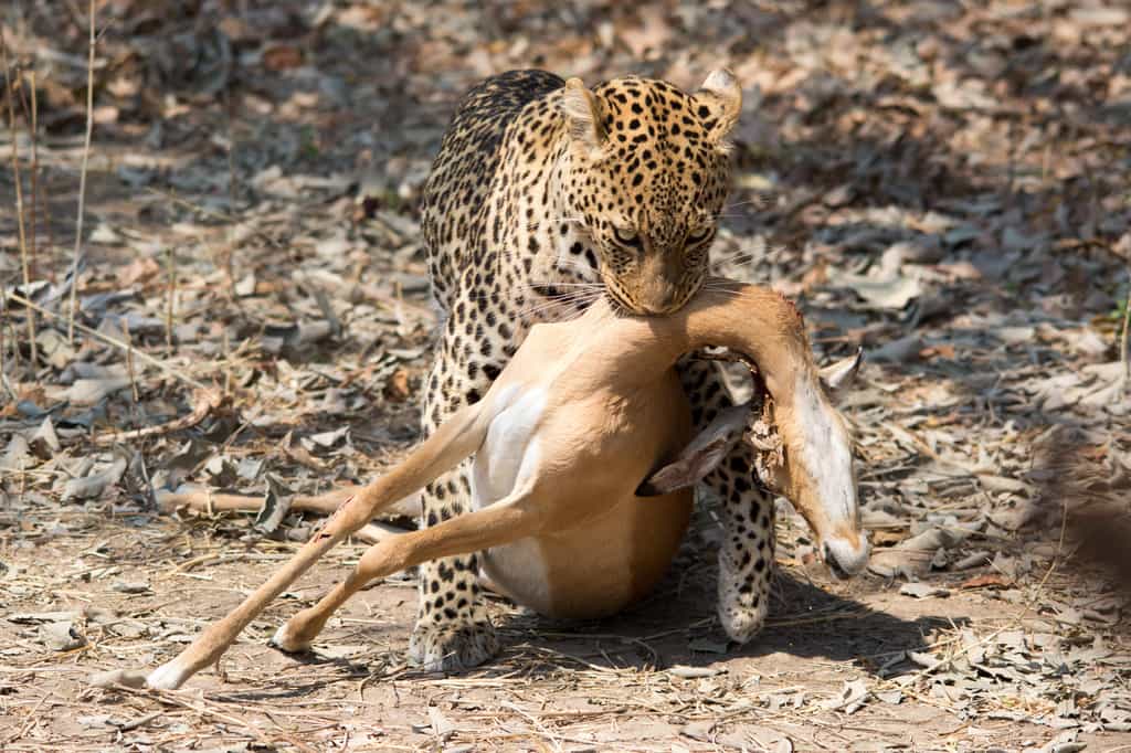 A leopard just caught an impala