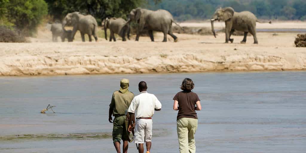 Fantastic walking safaris