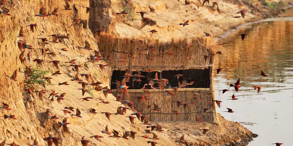 Carmine bee eaters