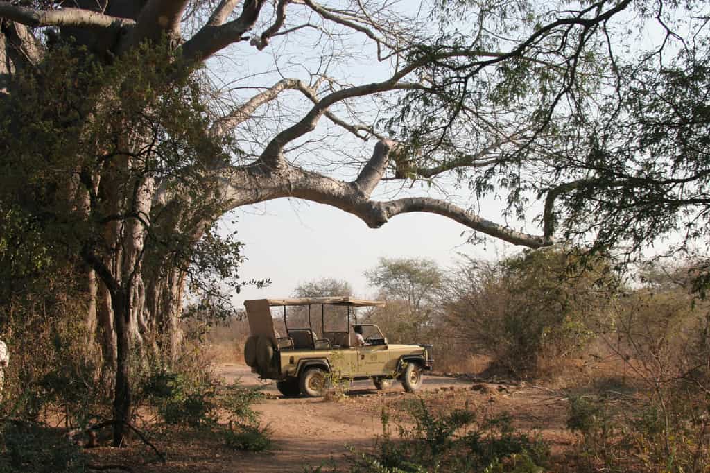 Enjoy Ruaha in our 4WD open sided 4 seater vehicles, private vehicles are available for hire