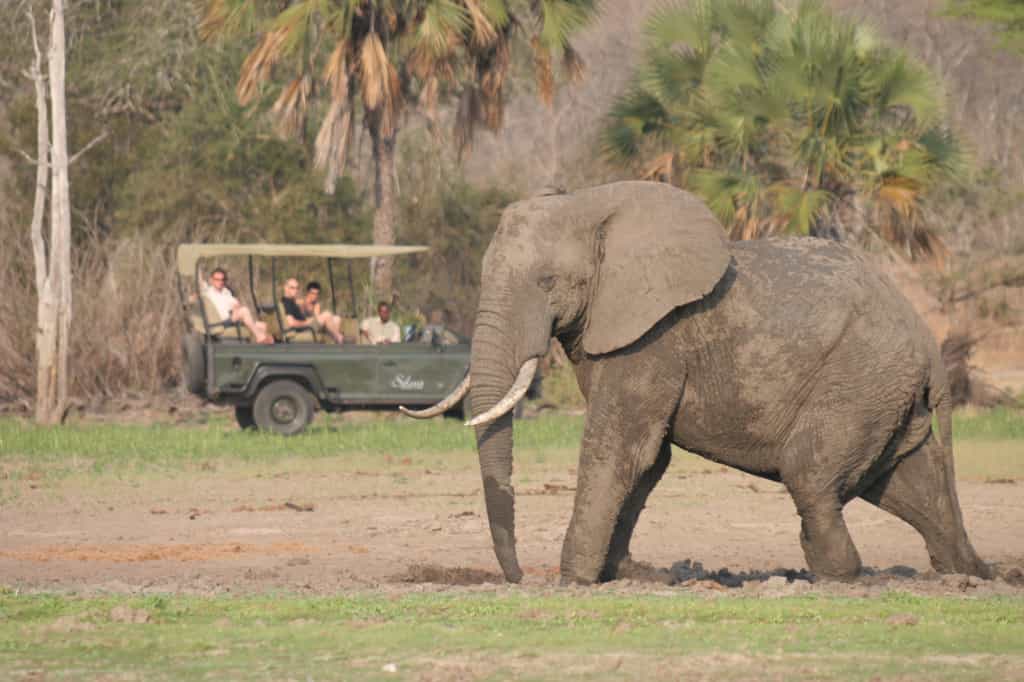 Prime wildlife area in Selous, makes for perfect game drives
