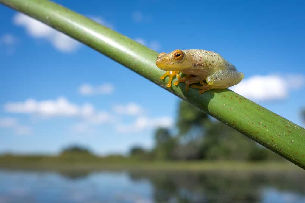 Tiny reed frogs are regularly seen