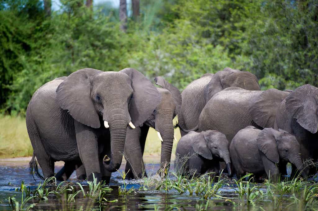 An elephant herd wander through the waters