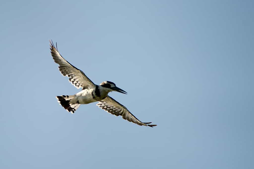 Pied kingfisher in flight