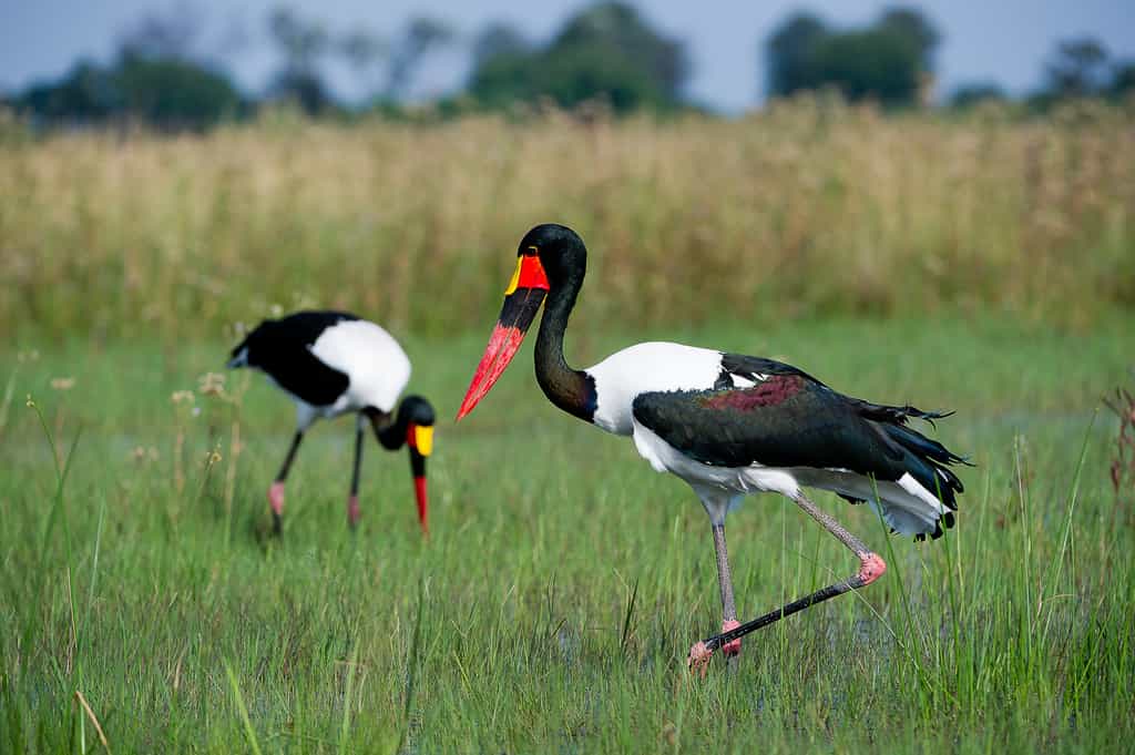 Colourful saddle-billed storks 