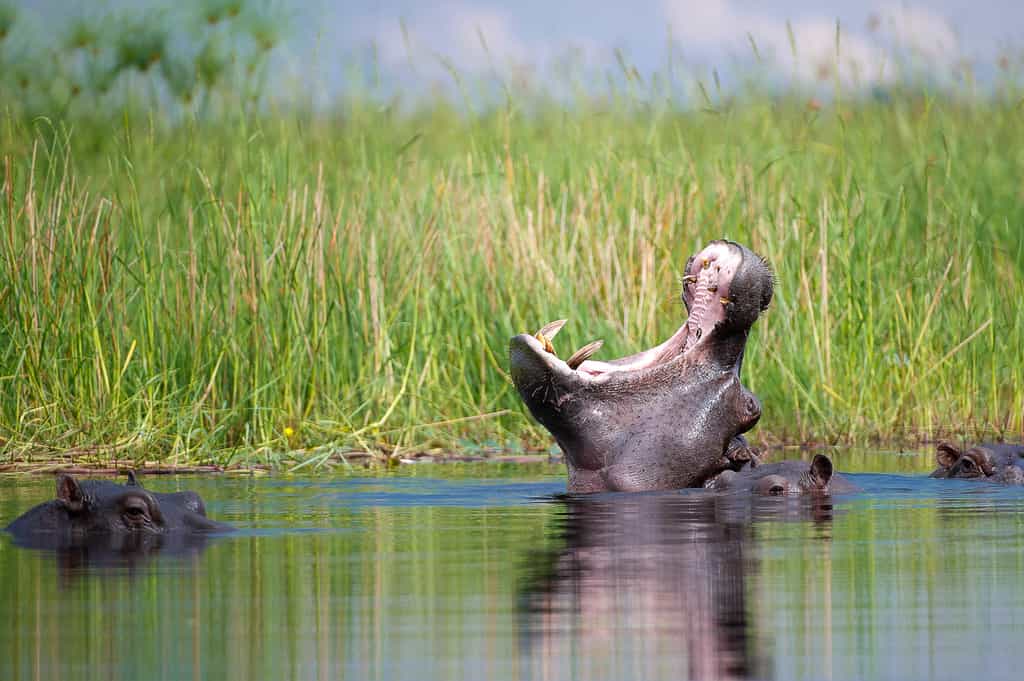 A wetland paradise perfect for hippo