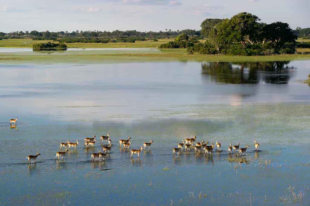 A herd of lechwe in a typical Delta scene