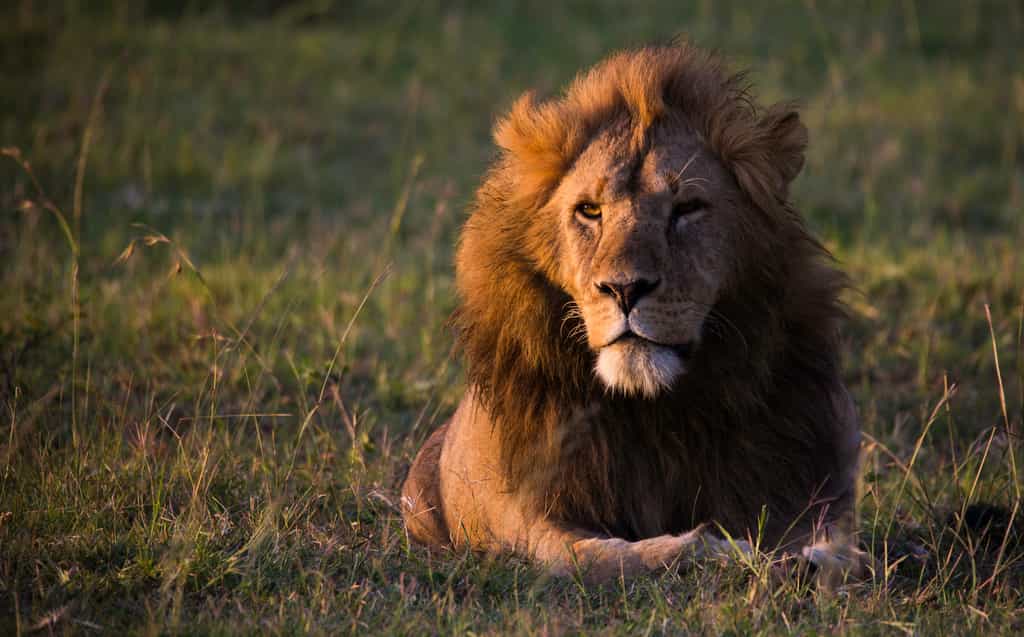 King of the Maasai Mara